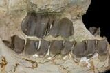 Fossil Running Rhino (Hyracodon) Jaws - South Dakota #143934-5